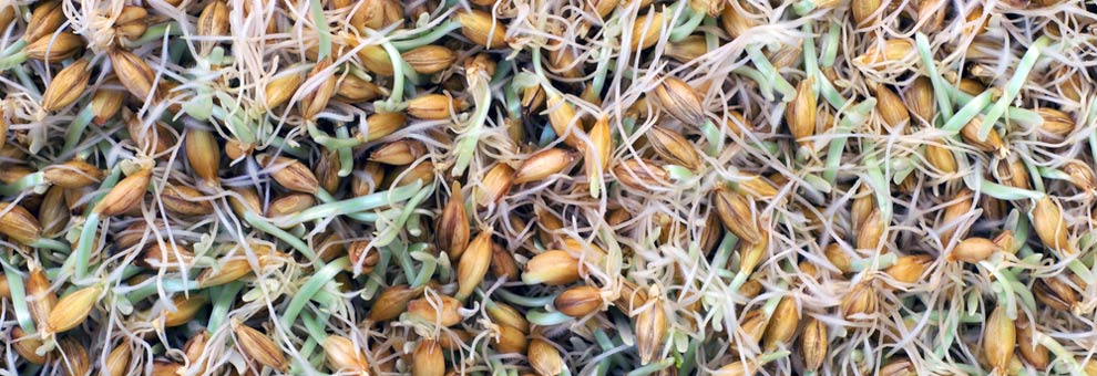 Malting technique