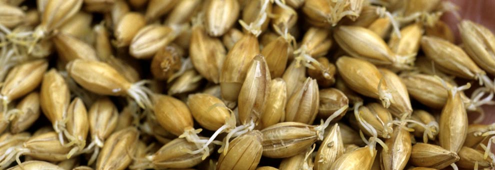 Barley, the main grain used in whisky
