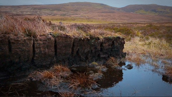 The peat