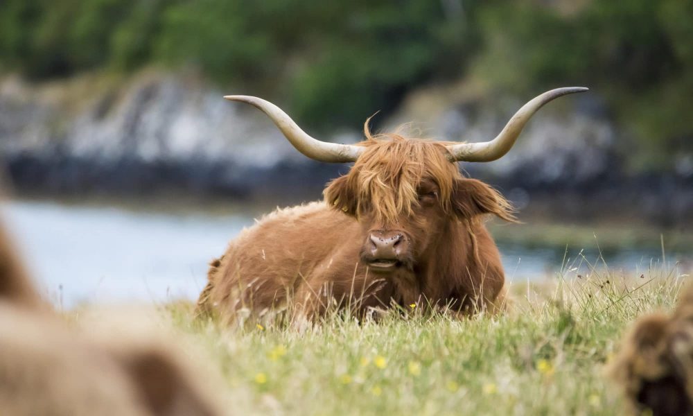 highland-cattle-the-hairy-mascot-sir-edwards-roadtrip