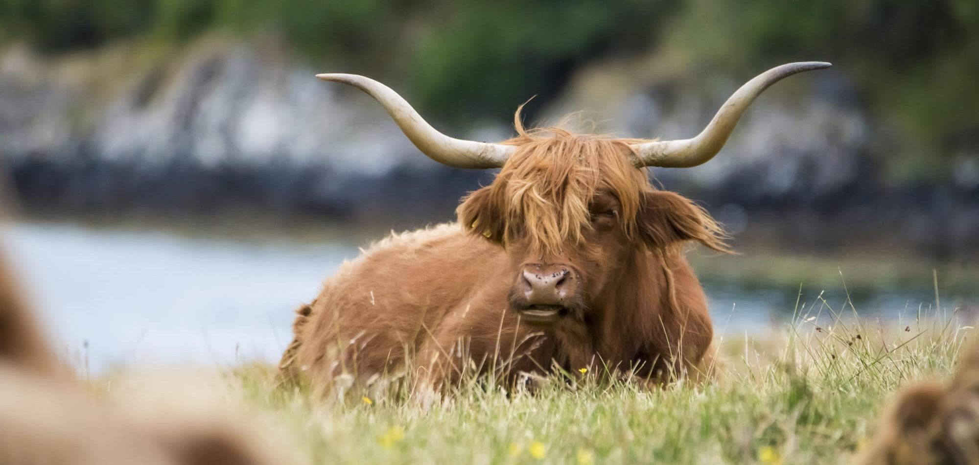 highland-cattle-the-hairy-mascot-sir-edwards-roadtrip