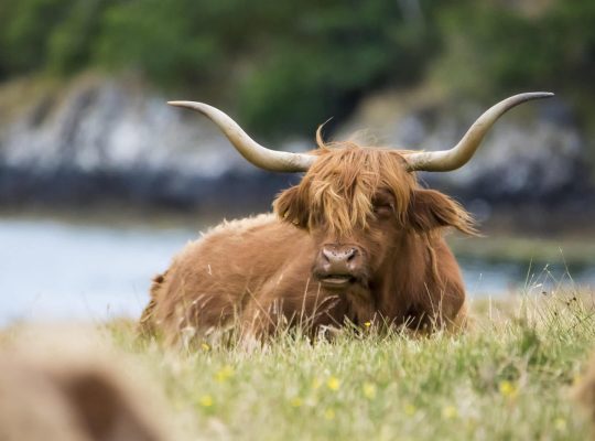 Highland Cattle, the hairy mascot